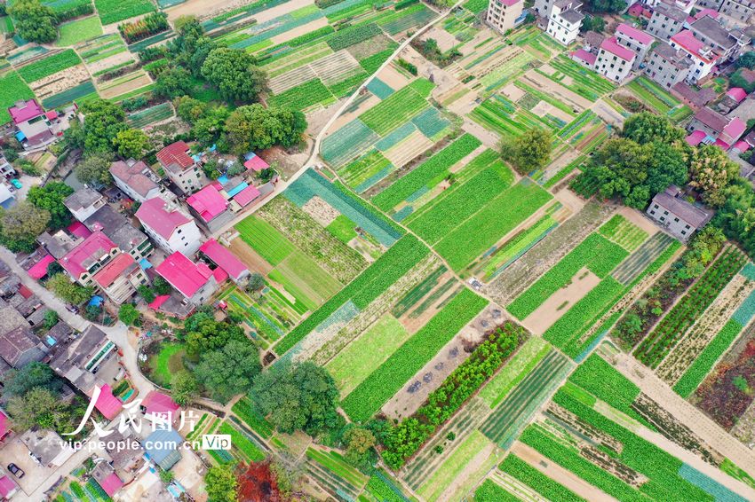 2022年11月14日，在江西省吉安市泰和县澄江镇蔬菜种植基地，条块状的菜地与红瓦农房相映成趣，构成一幅美不胜收的田园风景画。