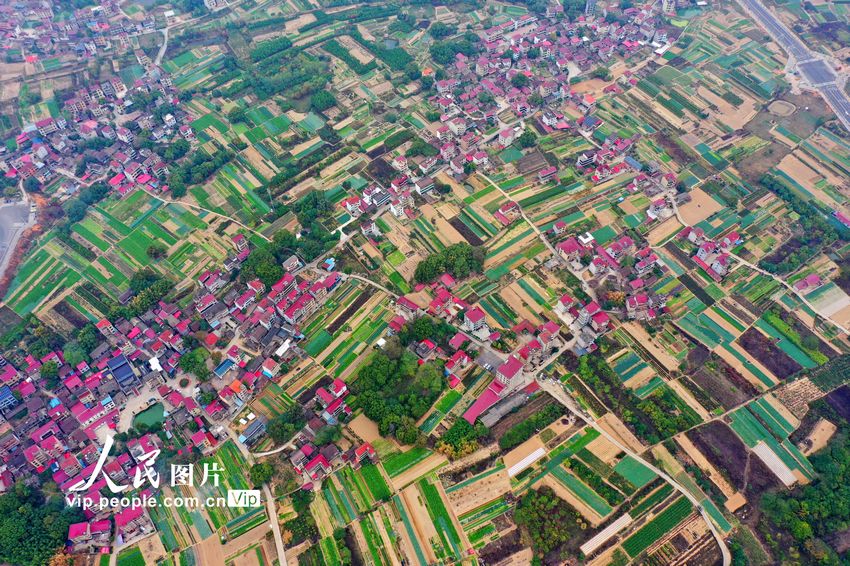 2022年11月14日，在江西省吉安市泰和县澄江镇蔬菜种植基地，条块状的菜地与红瓦农房相映成趣，构成一幅美不胜收的田园风景画。