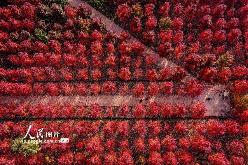 2022年11月19日，四川省眉山市东坡区太和镇元宝村亿嘉林木基地的“夕阳红”和“红冠”红枫迎来了最佳观赏期，吸引众多的游客前来观赏枫叶。