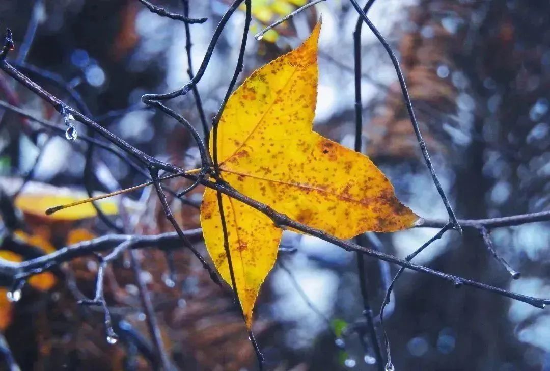 闽清东洋村：烟雨中的山水画卷