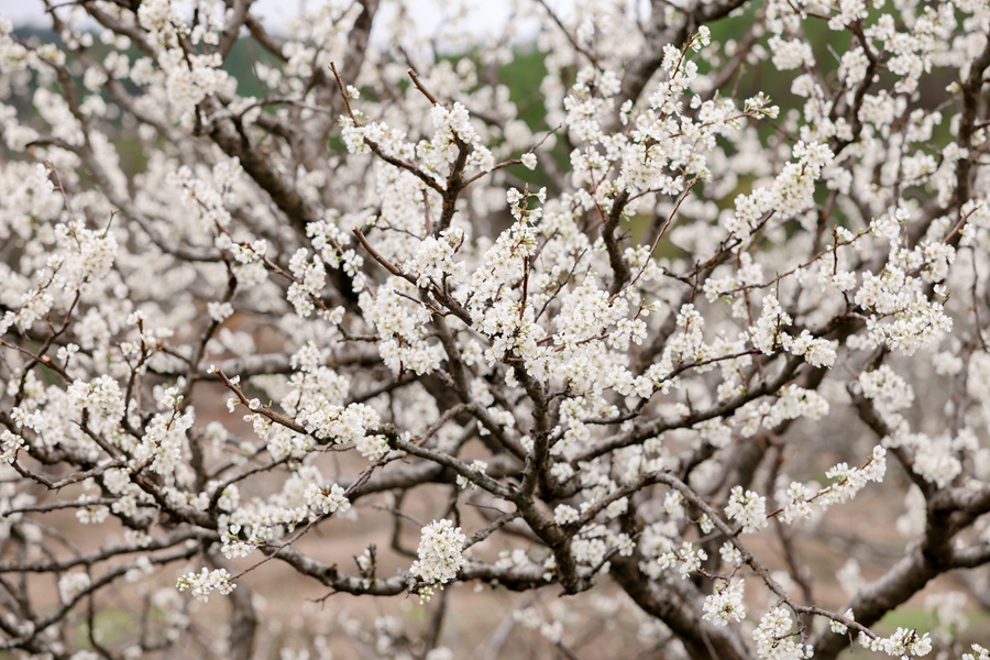 素白的李花挂满枝头，绘就一幅春日“雪景图”。黄尉峰摄