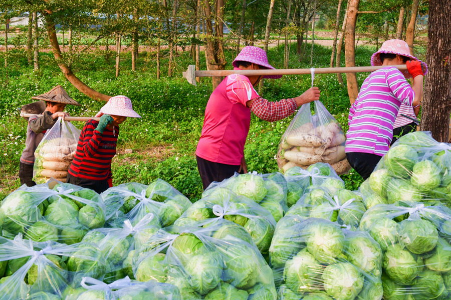村民们从田地里搬运白萝卜。夏海滨摄