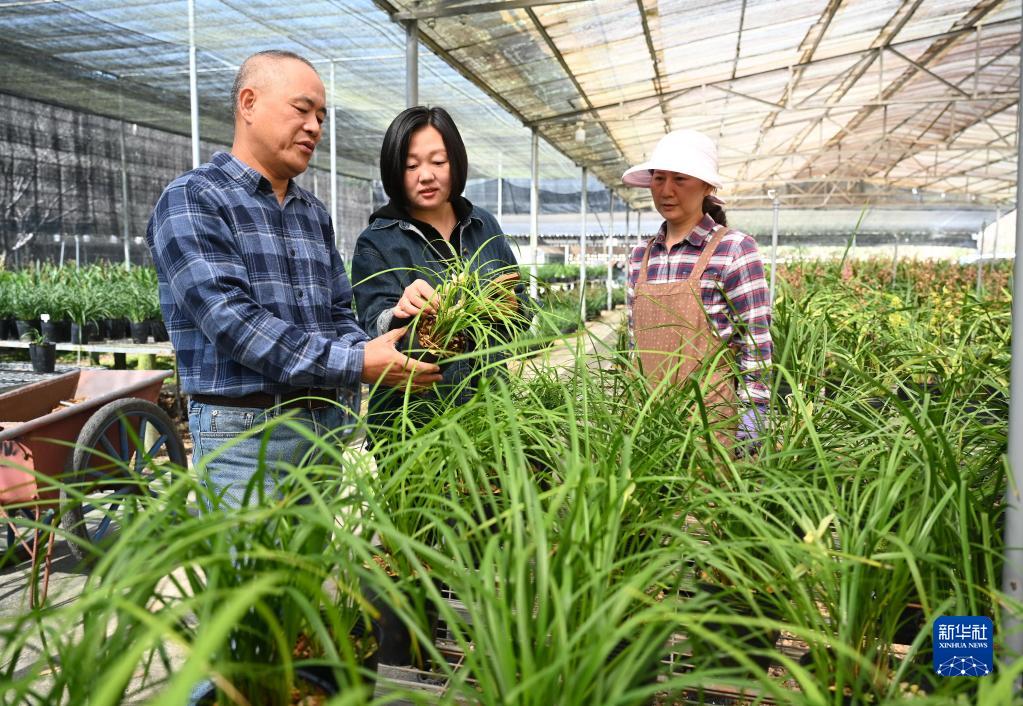 福建南靖：春季时节花农忙