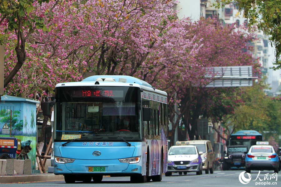 厦门禾祥西路繁花似锦，宫粉羊蹄甲花朵沿街盛放。人民网 陈博摄