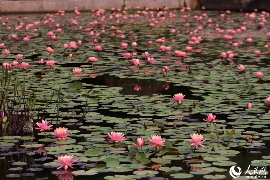 正午时分,一朵朵粉红色的睡莲向阳开放,随微风轻轻摇曳。人民网 陈博摄