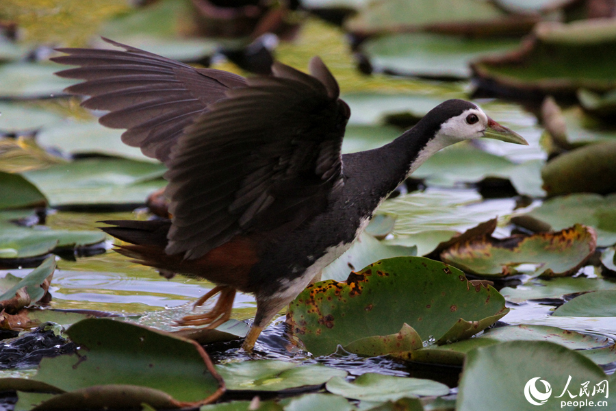 一只白胸苦恶鸟在莲塘中展翅起飞。人民网 陈博摄