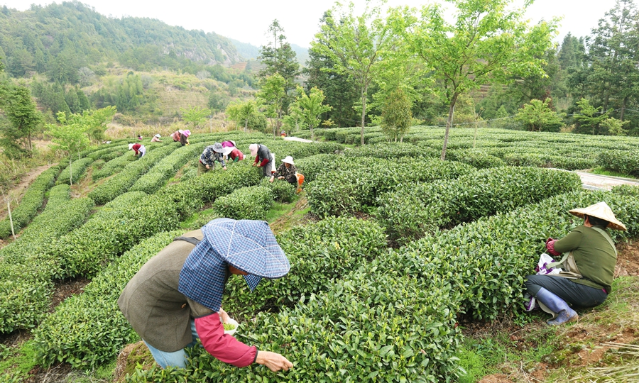 一捧细茶的“致富三字经”：“土”“特”“产”