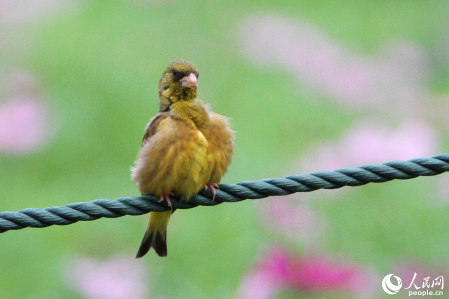 一只金翅雀在花田围栏上眺望。人民网 陈博摄