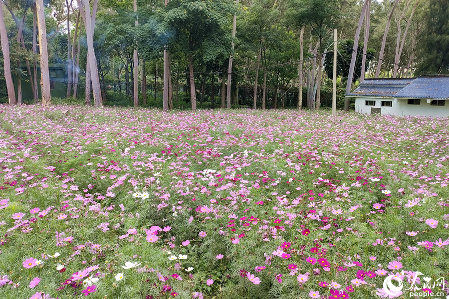 各种颜色的波斯菊在花田中交叉分布。人民网 陈博摄
