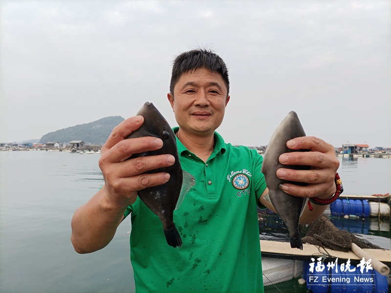 连江160万条马面鱼上市 形如马脸味道鲜美