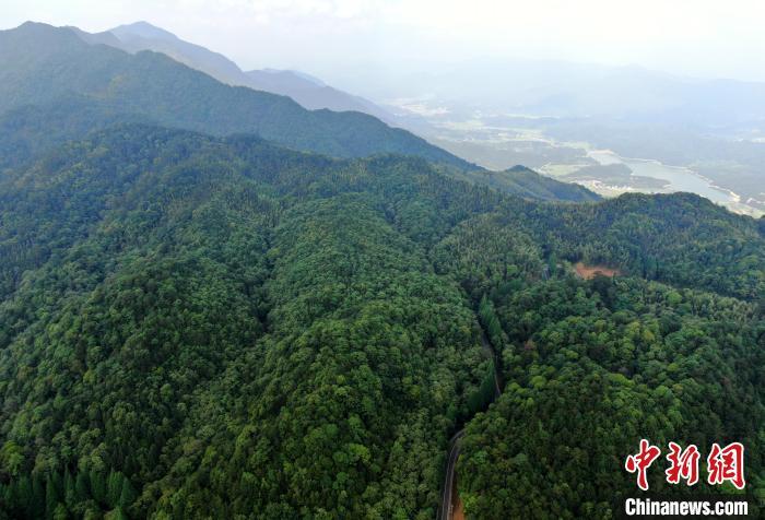 图为5月28日，自然保护区内山高林密，古木参天，秀水长流，保留着许多原始状态的森林。(无人机照片) 张斌 摄