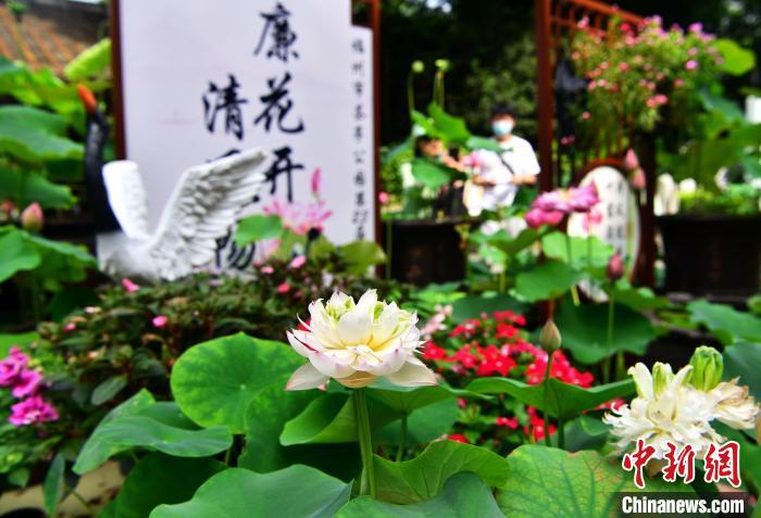 福州茶亭公园正在举办第23届荷花展。 张斌 摄