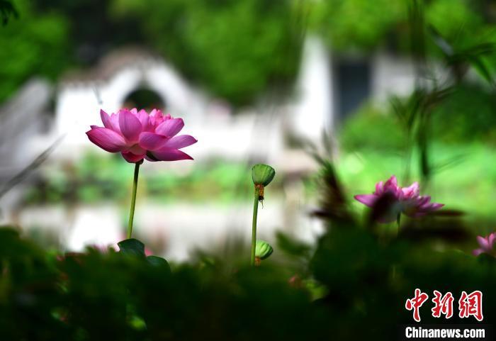 福州茶亭公园内,夏荷争奇斗艳。 张斌 摄