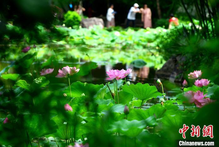 福州茶亭公园盛开的荷花吸引市民前来观赏。 张斌 摄