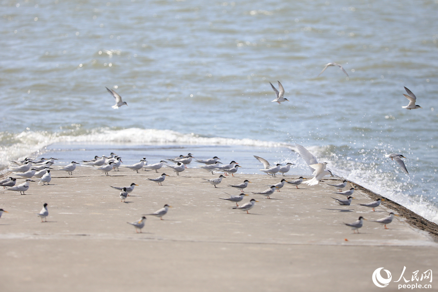 海堤上的燕鸥鸟群。人民网 陈博摄