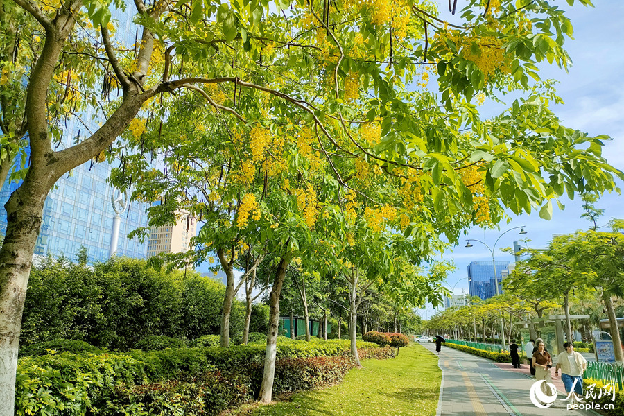 厦门市前埔路腊肠花随风飘落，犹如下起“黄金雨”。人民网 陈博摄