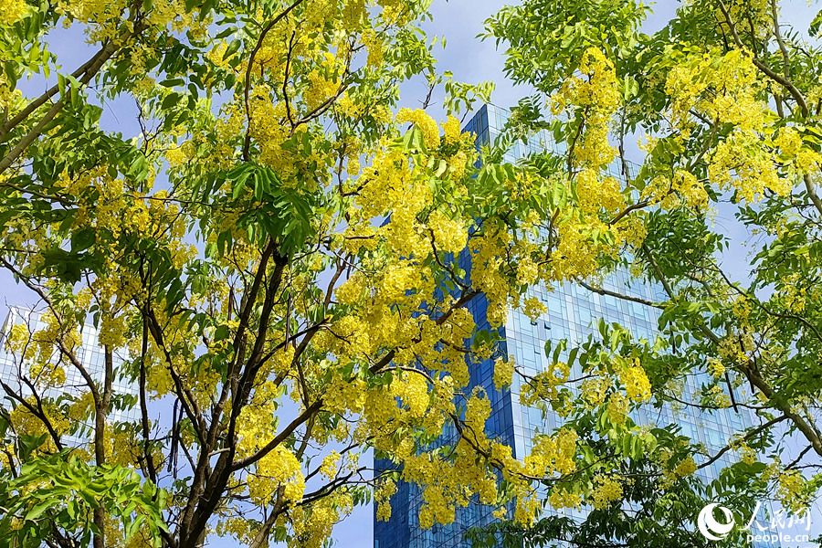 厦门市软件园二期旁的腊肠树花团锦簇。人民网 陈博摄