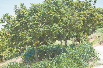 在闽侯果园，橄榄树下套种印度豇豆。（陈秋霞 摄）
