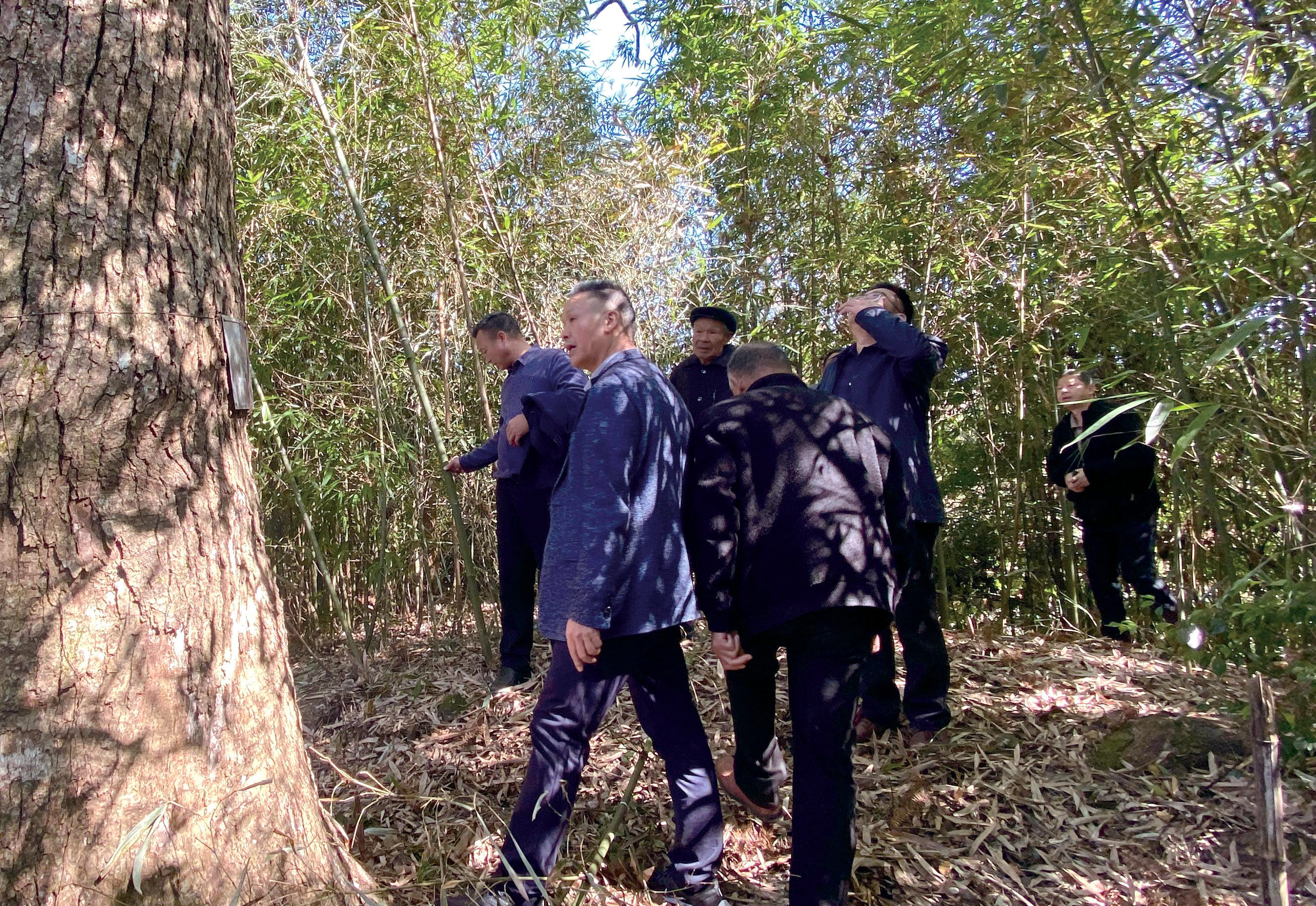 卢玉胜（左二）带领西安村委干部进行古树保护调研