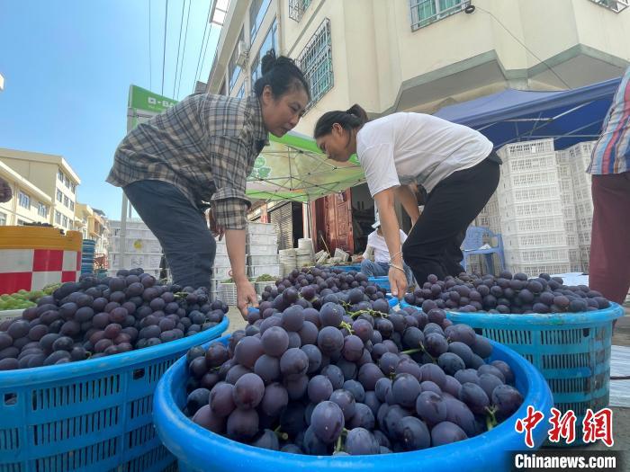 果农们种植的葡萄喜欢丰收。张文奎摄