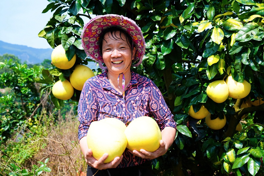 龙岩市永定区洪山镇田梓村有千亩蜜柚种植基地，柚农采摘蜜柚，洋溢着丰收的喜悦。熊川摄