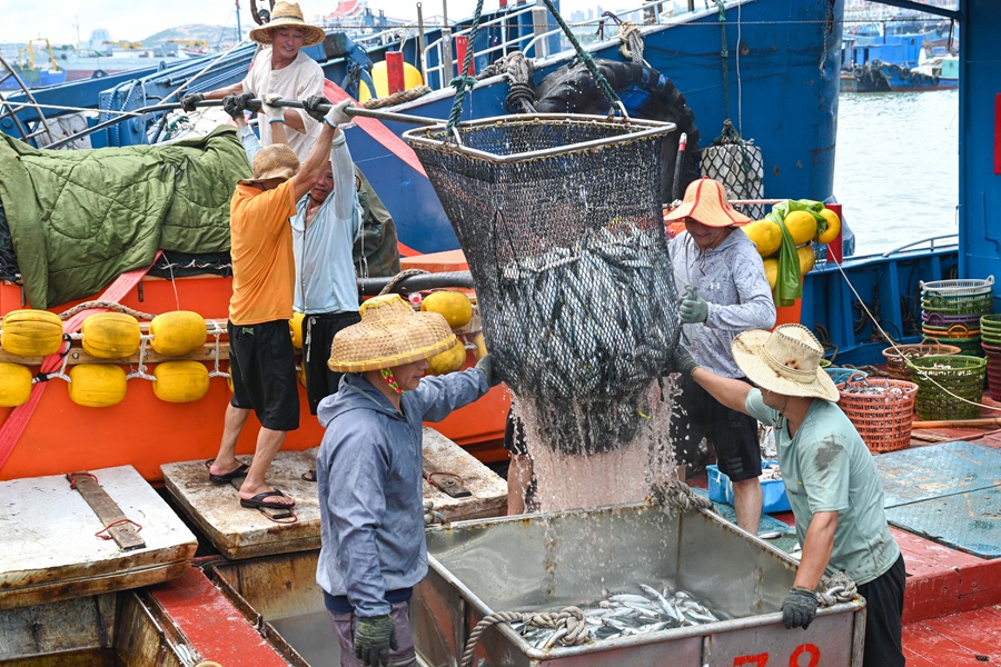 平潭渔民把渔获从船舱内捞出，转运到货车上。江信恒摄
