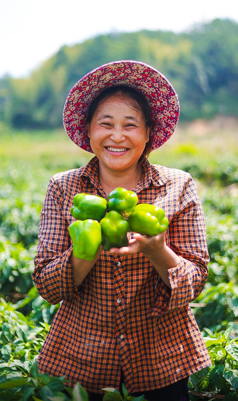 2023年10月4日，泉州德化县桂阳乡农户手捧刚摘下的青椒喜笑颜开。林雅萍摄