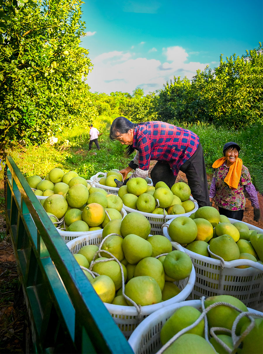 10月2日，莆田仙游县度尾镇云水村，果农正在将采摘下来的文旦柚装车。郑金相摄