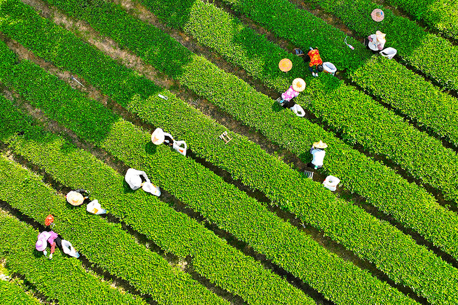 10月5日，泉州安溪县感德镇的茶农们正忙着采茶。黄小杭