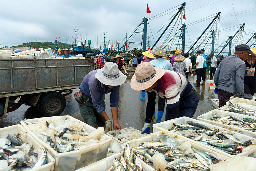 9月30日，漳州东山县，一艘艘渔船载“渔”而归。朱春燕摄