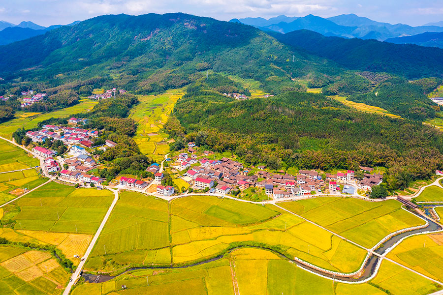 10月5日，南平光泽县止马镇亲睦村的农田正被稻谷染为一片片金色。李福根摄