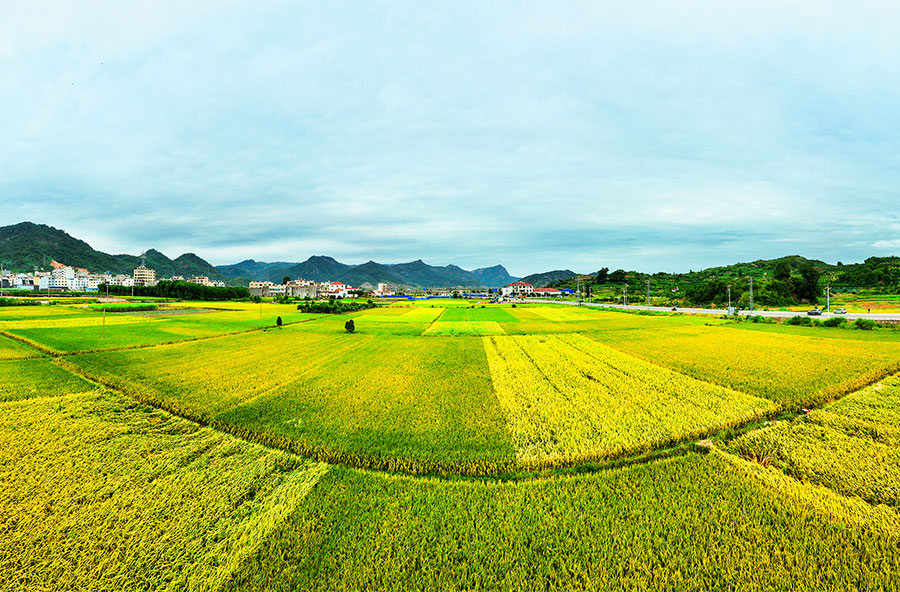 10月6日，宁德霞浦长春镇稻田正渐渐泛黄。李在定摄