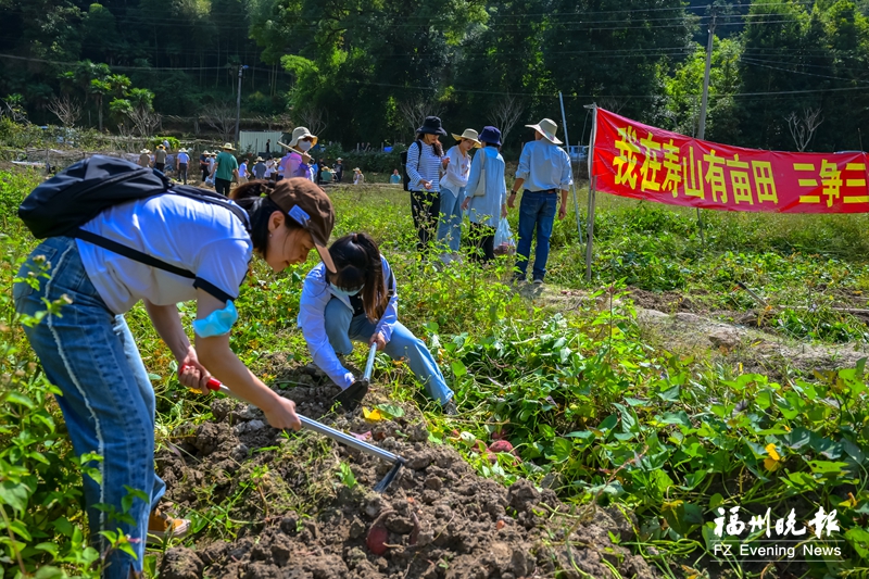 我在寿山有亩田 金秋甘薯喜丰收