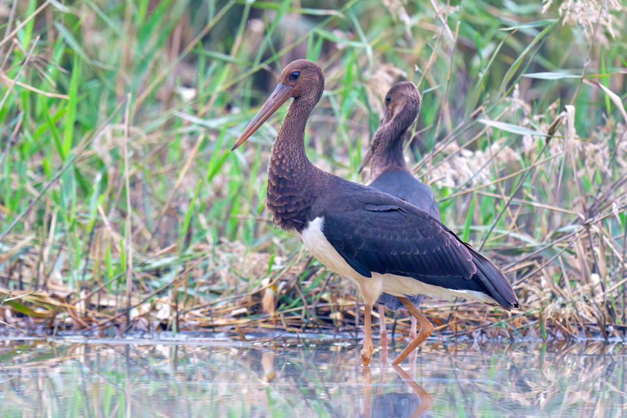 两只黑鹳在厦门马銮湾附近的池塘中梳理羽毛。李宏伟摄