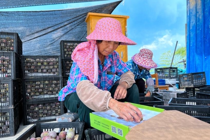 位于永泰县盖洋乡的鲜食李，果农们在分拣、包装。永泰县委宣传部供图
