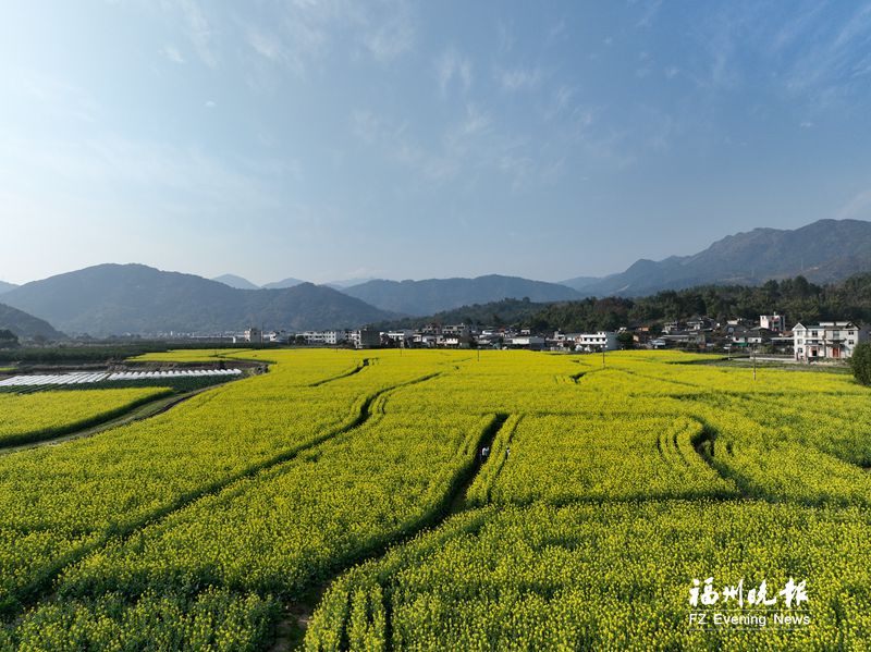 福州：油菜花开 邂逅金色浪漫