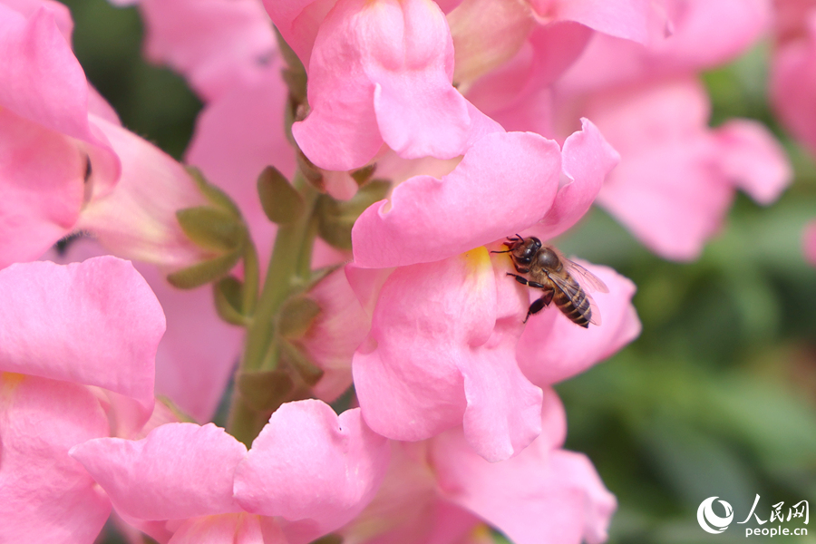 蜜蜂在金鱼草花田中采蜜。人民网记者 陈博摄