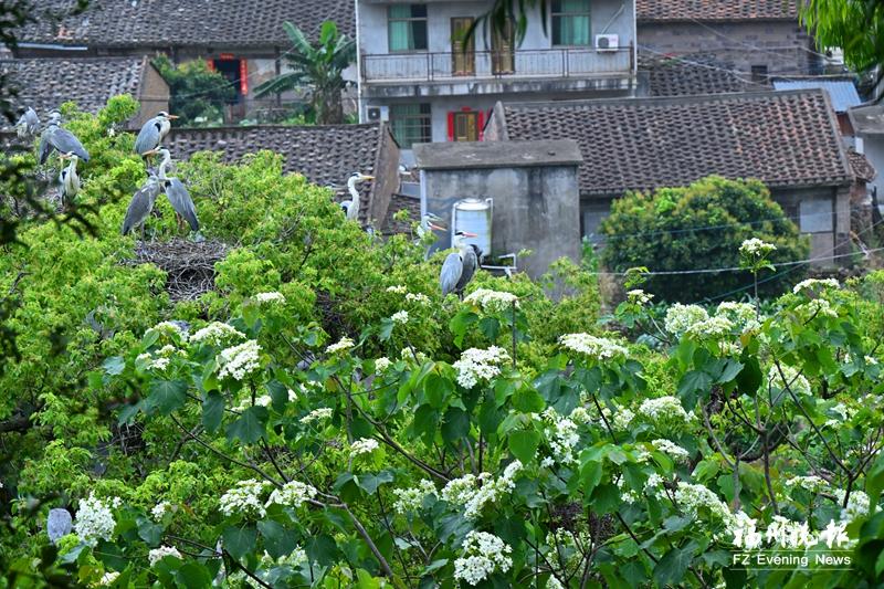 罗源濂澳村：苍鹭诗意栖居地 人鸟共生数百年