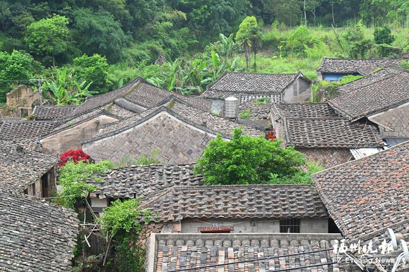 罗源濂澳村：苍鹭诗意栖居地 人鸟共生数百年