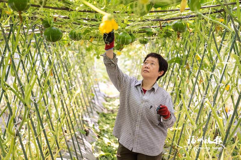曾小玲：科研育种丰富福州“菜篮子”