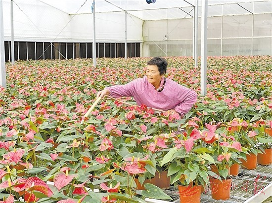 华亭镇立足资源优势,做大花卉产业。(来源:湄洲日报)