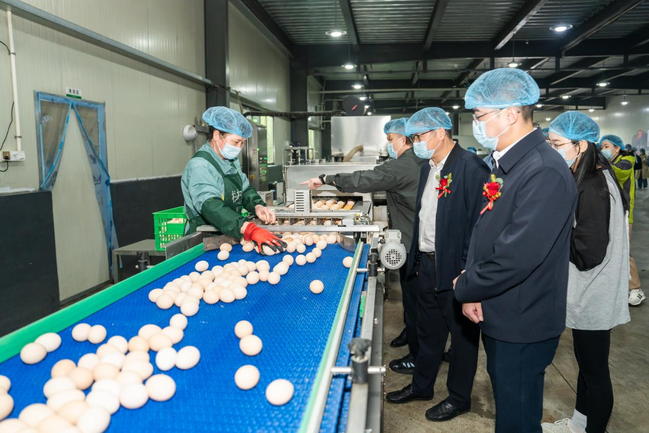 鸡蛋也有“身份证”了!“朴朴美好乡村计划”启动!