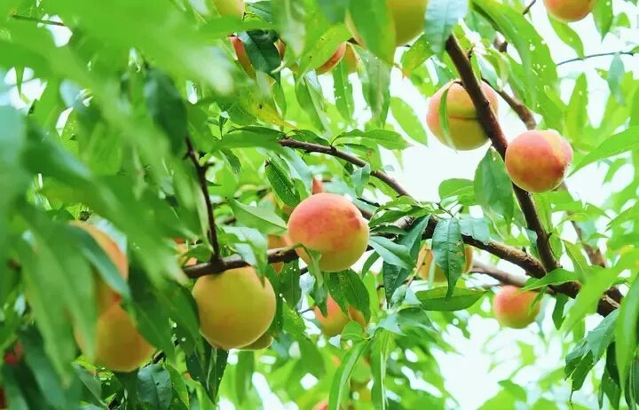 成熟的水蜜桃挂满枝头。古田县委宣传部供图